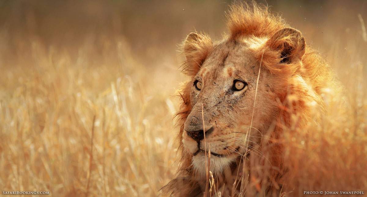 The Best Northern South African Safari Parks, Besides Kruger