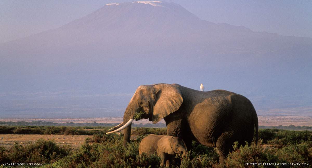 Upheaval in the Safari Industry As the Impact of New Tanzania Vat Tax ...