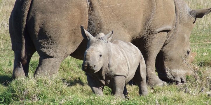 SafariBookings Launches Rhino Donation Campaign to Help in the Fight Against Rhino Poaching