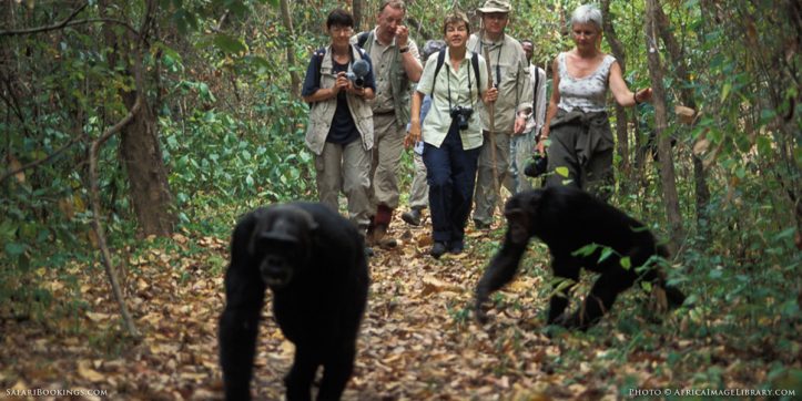 Unique Safaris That Get You Away From the Crowds in Style
