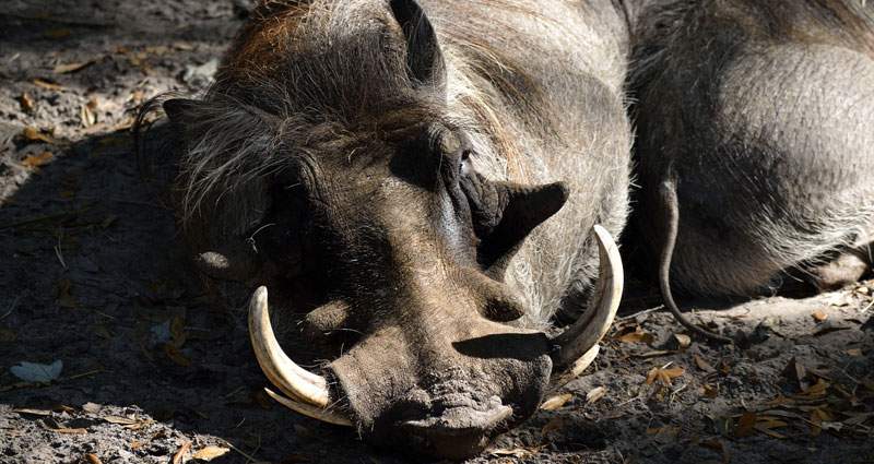Male warthog takes a nap