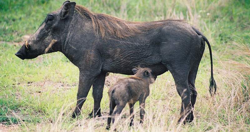 Warthog with young at Ulusaba Game Reserve, South Africa