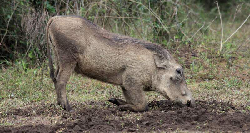 Warthog kneeling to eat. It’s calloused wrist pads protect its forelegs. 