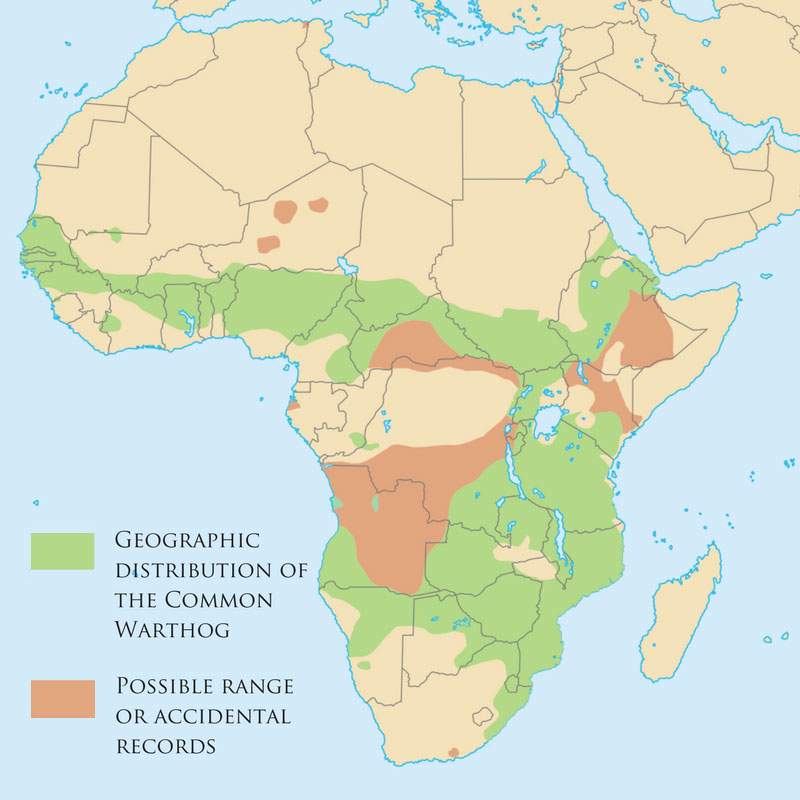 Distribution of the common warthog
