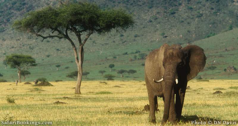 A single African elephant. Picture by DN Davis.