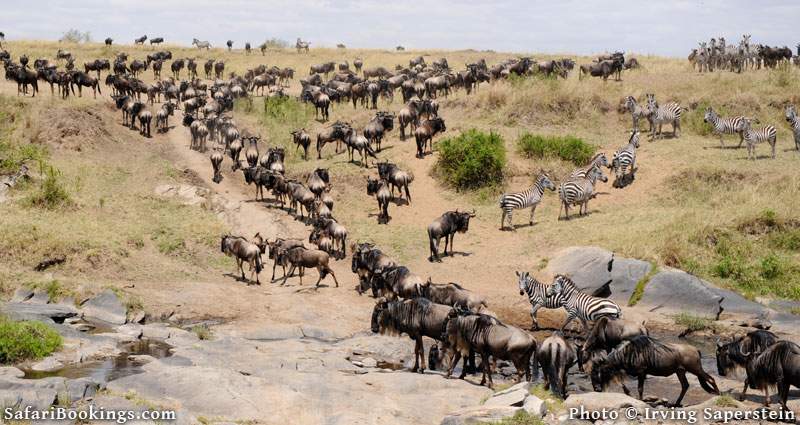 Great migration of the wildebeest, heading out looking for water in Masai Mara National Reserve. Picture by Irving Saperstein