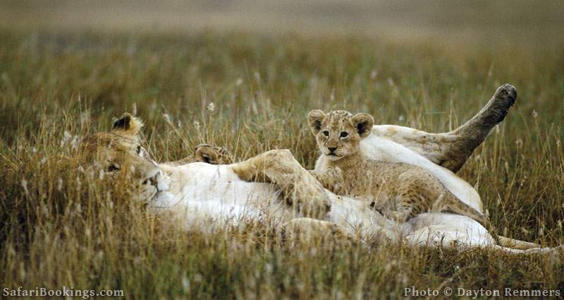 Lioness with cub in Masai Mara National Reserve. Picture by Dayton Remmers.