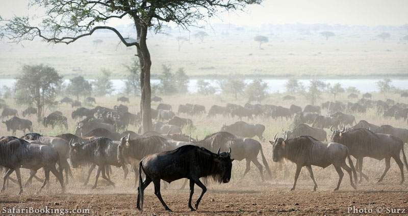 Great migration of the wildebeest, in Masai Mara National Reserve. Picture by Surz