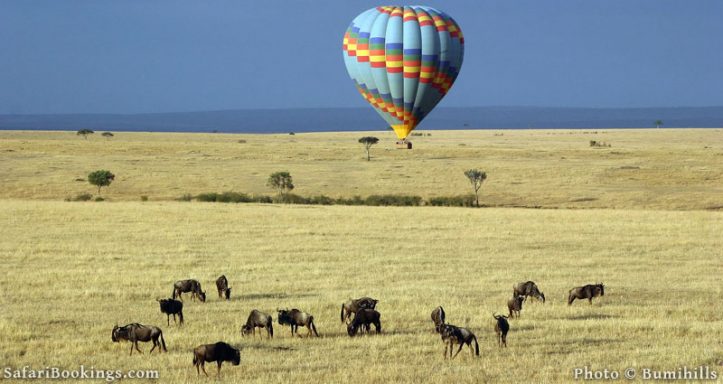 Masai Mara, balloon in the back, wildebeests in front. Image by Hardholt/Bumihills. 