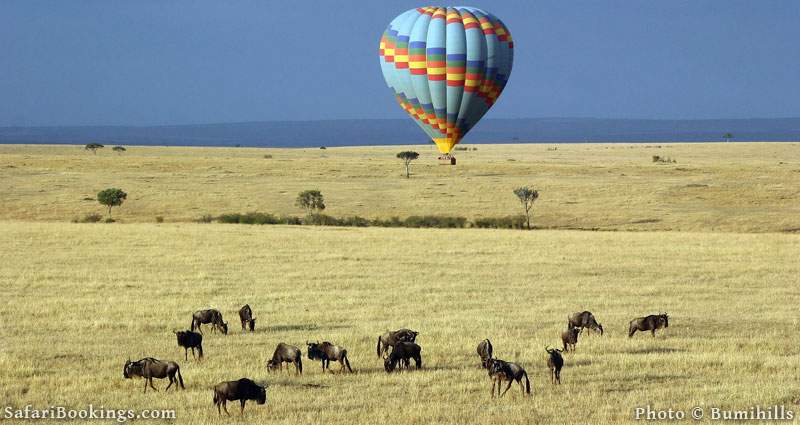 Masai Mara in Kenya, balloon in the back, wildebeests in front.