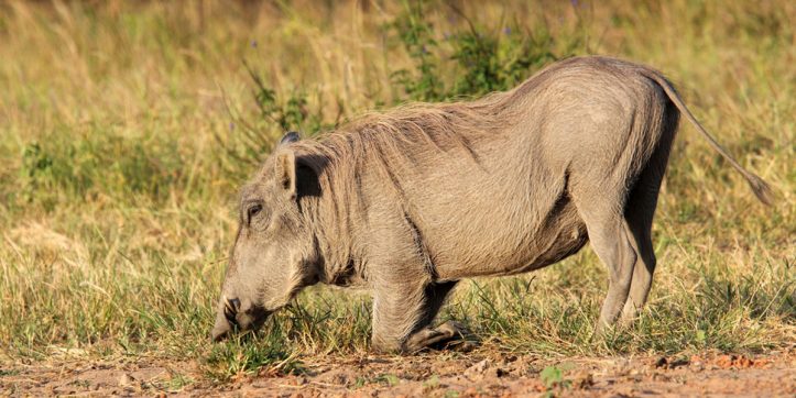 5 Fascinating Facts About the Incredible Warthog
