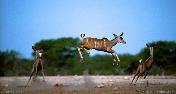 5 Fabulous Facts of the Greater Kudu (Tragelaphus Strepsiceros)