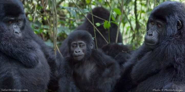 Conservation And Gorilla Tracking Safari In Bwindi National Park
