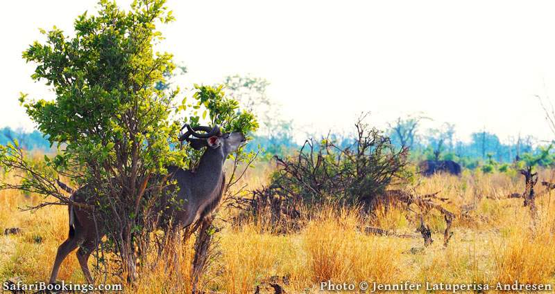 Kudu scratching its back on Chief’s Island, Botswana. 