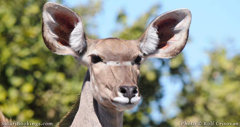 Greater Kudu in Linyanti Concession in Botswana