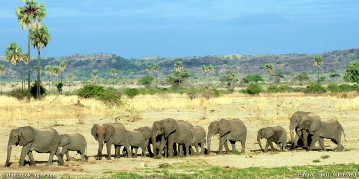 Best Southern Circuit Safaris In Tanzania