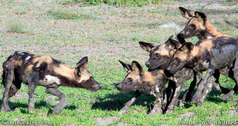  Tanzania’s Southern Circuit is one of the best regions for sightings of rare African wild dogs. Photo credit: © Will Whitford