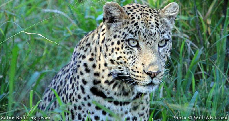  Leopards are often spotted in Ruaha National Park.