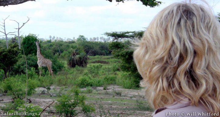 Encountering giraffe on a walking safari in Nyerere National Park (formerly Selous)