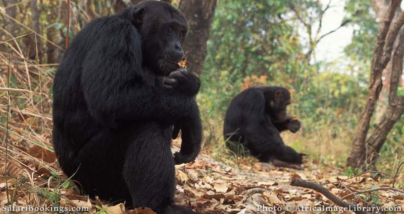 Best Places To Visit In Africa - Mahale Mountains National Park 