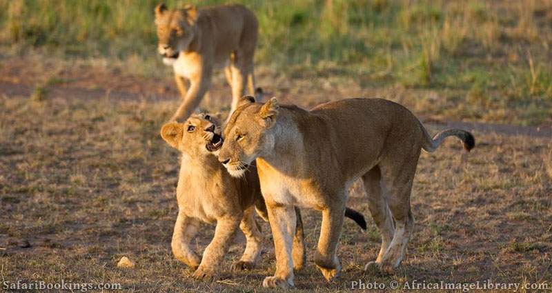 Best Places To Visit In Africa - Masai Mara National Reserve