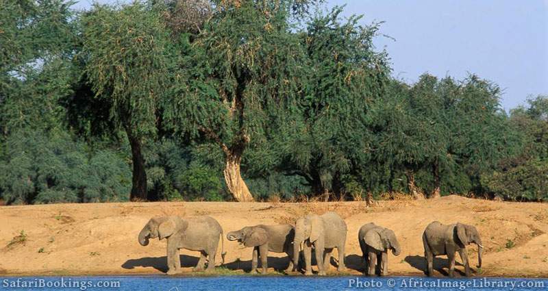 Best Places To Visit In Africa - Mana Pools National Park