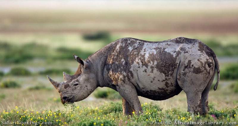 Best Places To Visit In Africa - Etosha National Park