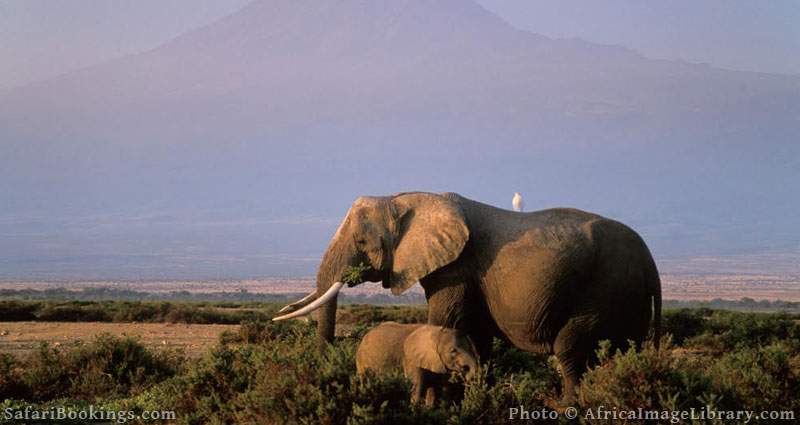 Best Places To Visit In Africa - Amboseli National Park