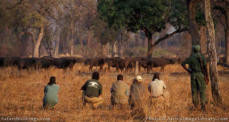 Best Places To Visit In Africa - South Luangwa National Park