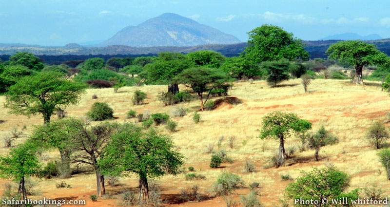 Ruaha National Park