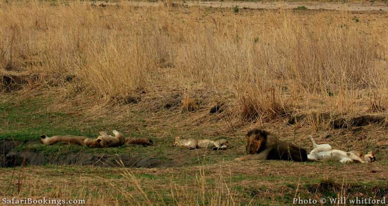 Ruaha Carnivore Project is Saving Tanzania's Lions