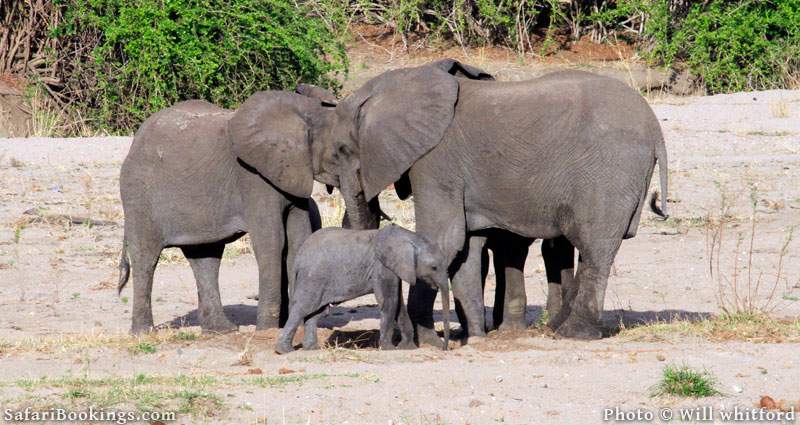 Elephants in Ruaha National Park