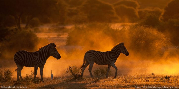 15 African Safari Photography Tips
