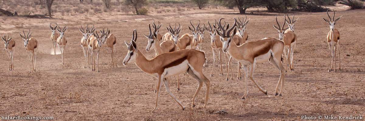 10 Interesting Kalahari Desert Facts SafariBookings   00 Kalahari Desert Facts 400px 