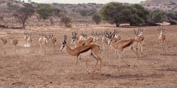 10 Interesting Kalahari Desert Facts