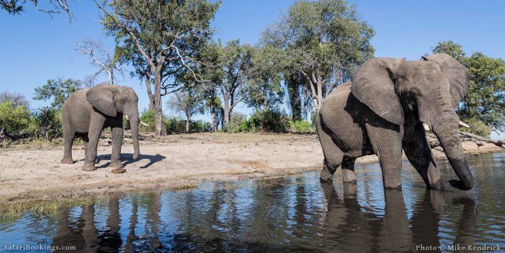Where to See Elephants in Africa - the Top 5 Best Safari Destinations to See Elephants