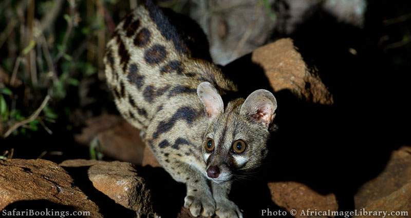 Large-spotted genet (Genetta tigrina), Ithala Game Reserve, South Africa