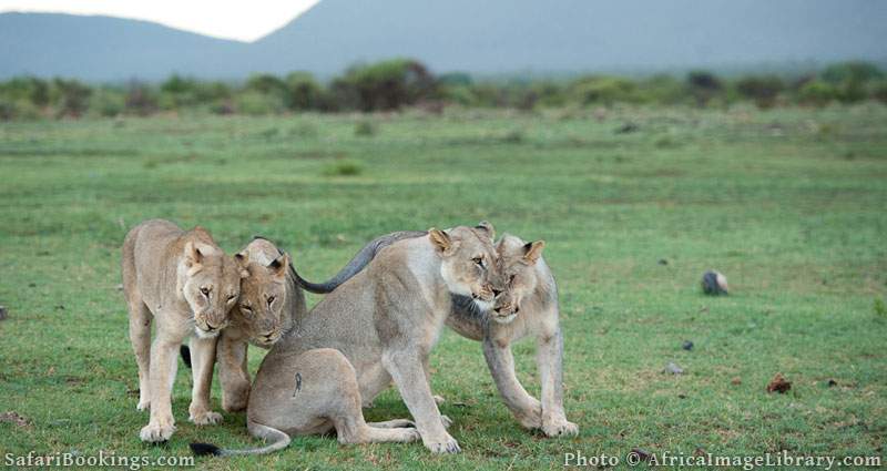 Madikwe Game Reserve, South Africa