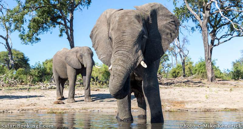 african safari elephant