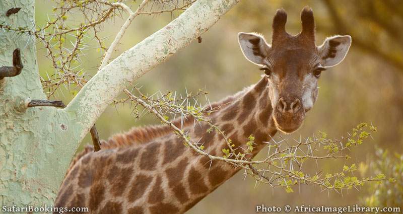 Southern giraffe browsing from a yellow fever tree (Giraffa camelopardalis giraffa), Zulu Nyala Game Reserve, South Africa