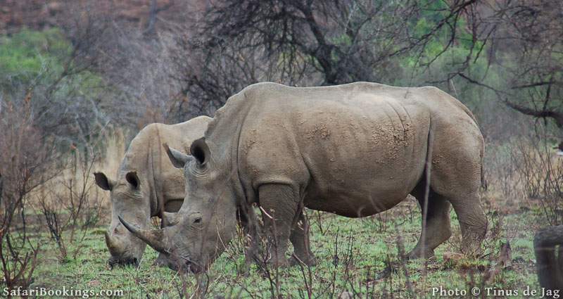 2. Pilanesberg Game Reserve, South Africa