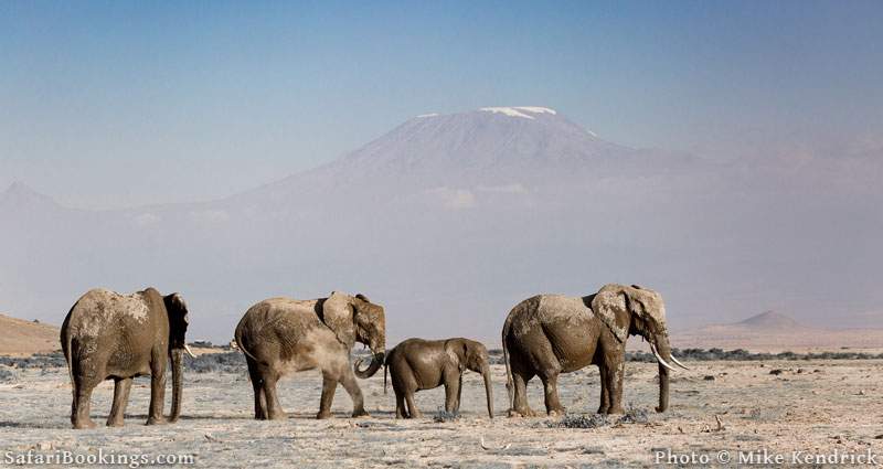 Where to See Elephants in Africa - Amboseli National Park in Kenya