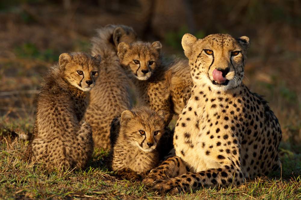 Cheetah with cubs (Acinonyx jubatus), Zulu Nyala Game Reserve, South Africa