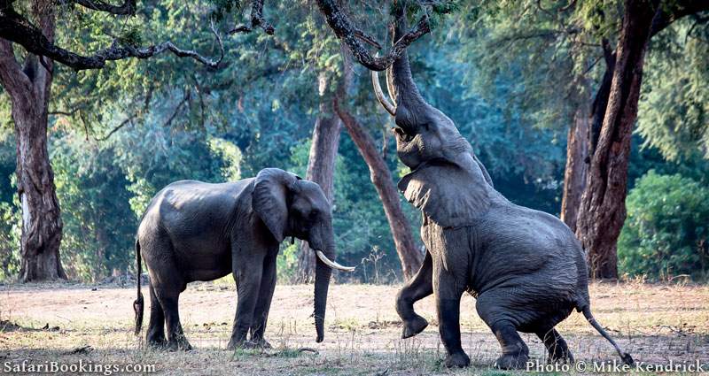 Where to See Elephants in Africa - Mana Pools National Park in Zimbabwe