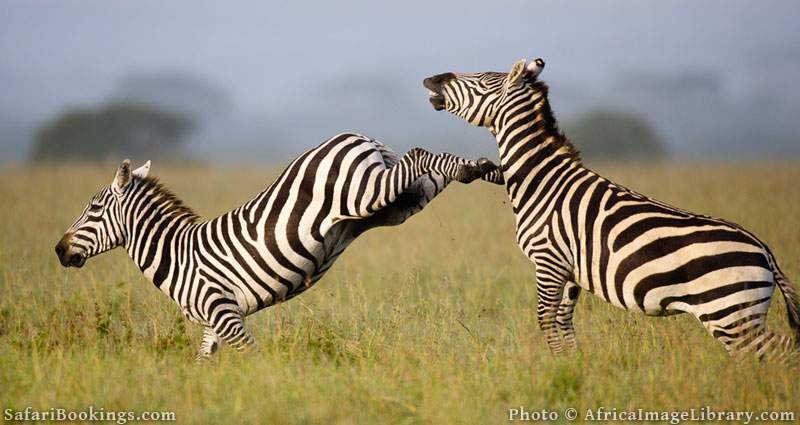 Burchell's zebras fighting (Equus burchellii), Ol Pejeta Wildlife Conservancy, Laikipia, Kenya