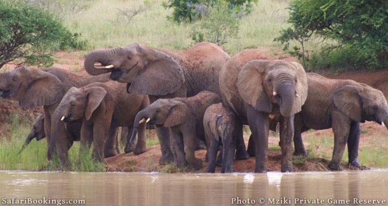 4. Mziki Private Game Reserve, South Africa