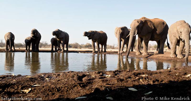 african safari elephant