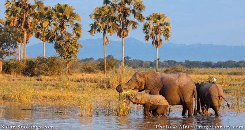 African elephants (Loxodonta africana africana) in the Shire river, Liwonde National Park, Malawi