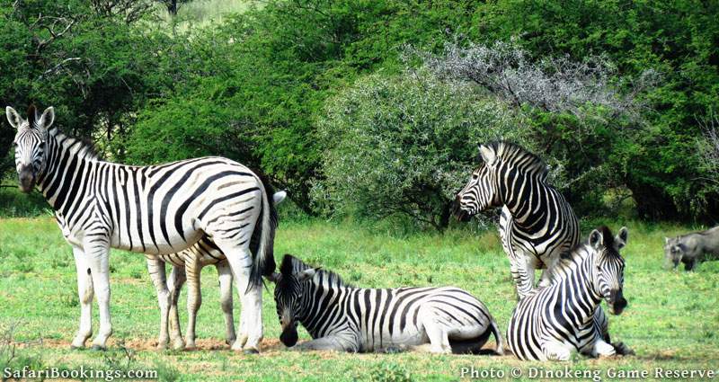 Dinokeng Game Reserve, South Africa