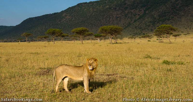 Lion (Panthero leo) in front of the Oloololo escarpment, Maasai Mara National Reserve, Kenya